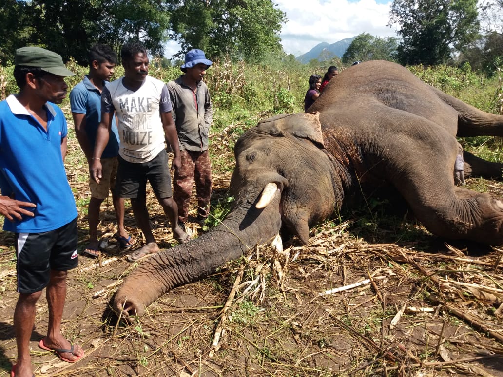මිනිසුන් නිසා දිවි අහිමි වූ සද්දන්තයන් දෙදෙනා(VIDEO) මිනිසුන් නිසා දිවි අහිමි වූ සද්දන්තයන් දෙදෙනා(VIDEO)