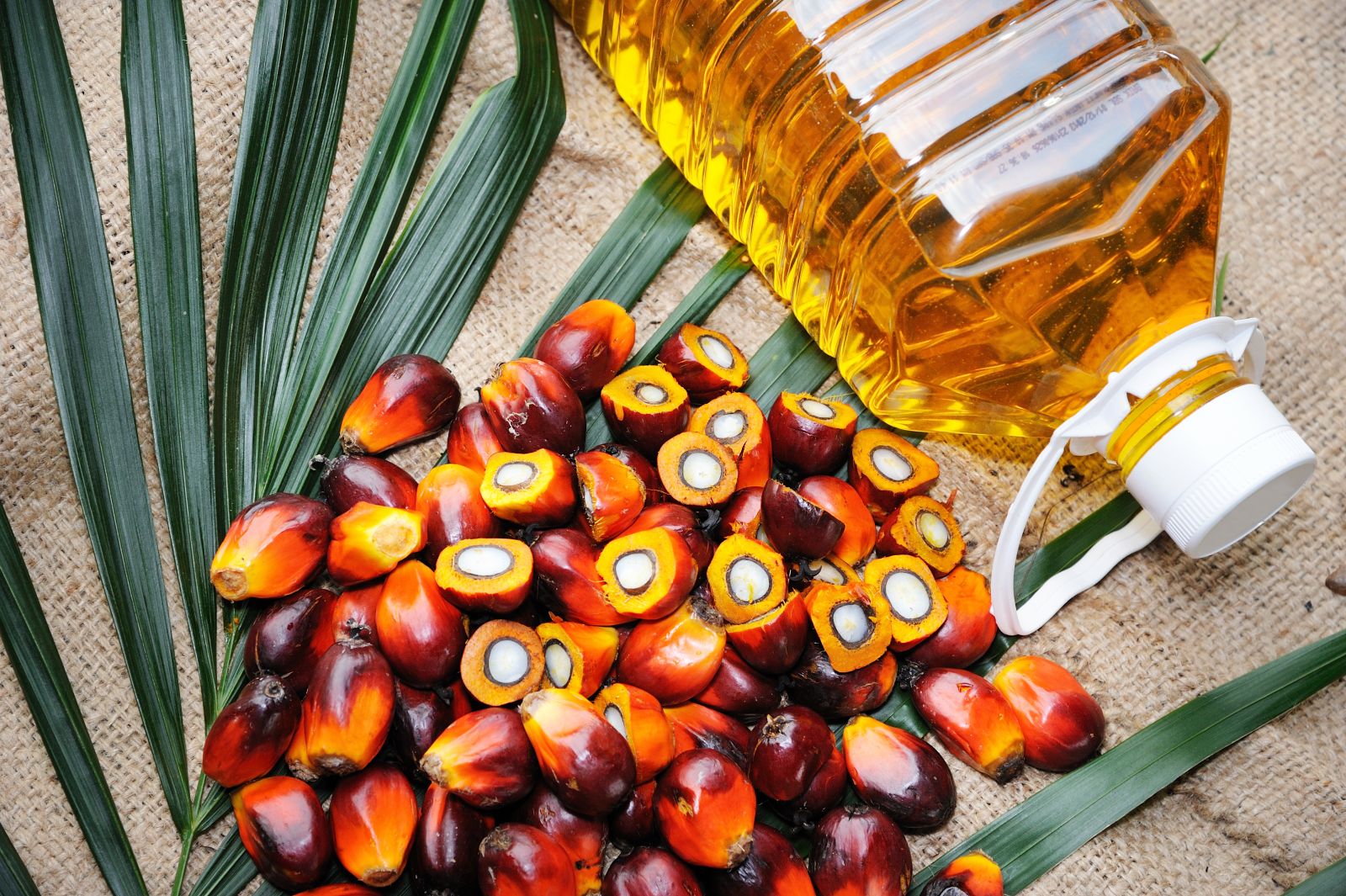 තහනම් කළ පාම් ඔයිල් ගැන රජය ගත් නව තීරණය