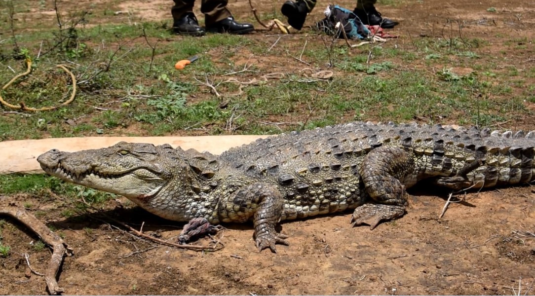 මහ දවල් වෙළඳසැලකට ආ දැවැන්ත කිඹුලා මහ දවල් වෙළඳසැලකට ආ දැවැන්ත කිඹුලා