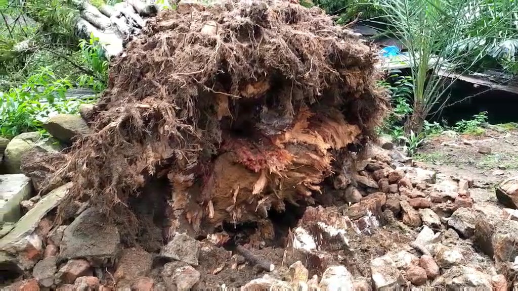 බෝ ගසක් නිවසක් මතට කඩා වැටෙයි – නිවසට දැඩි අලාභ හානි බෝ ගසක් නිවසක් මතට කඩා වැටෙයි – නිවසට දැඩි අලාභ හානි