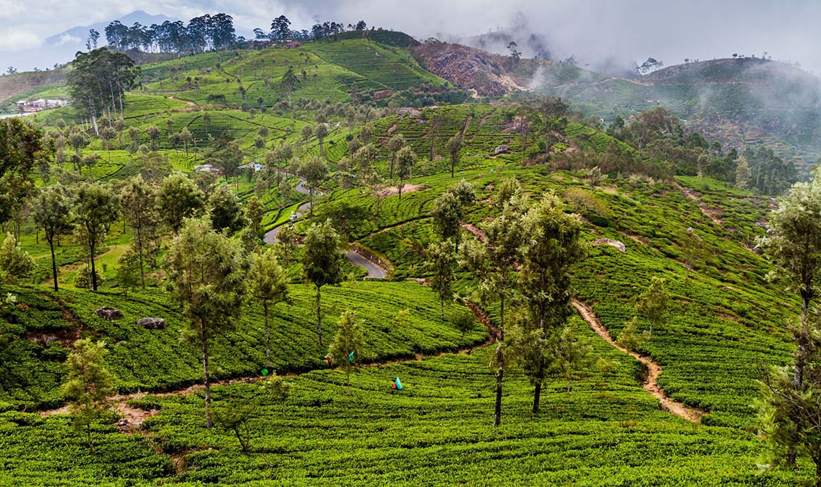 තේ ඉඩමේ වැටී මිය ගිය ‘තිදරු පියාට’ කොවිඩ්