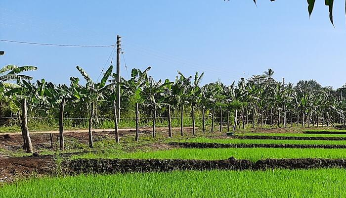 කුඹුරු ඉඩම් පිළිබඳ දත්ත 96%ක් සාවද්‍යයි!