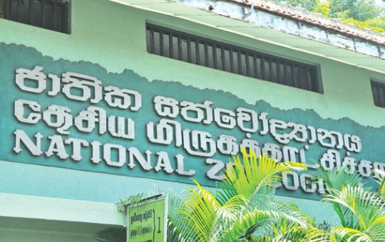 “බන්දුල” මිය යයි