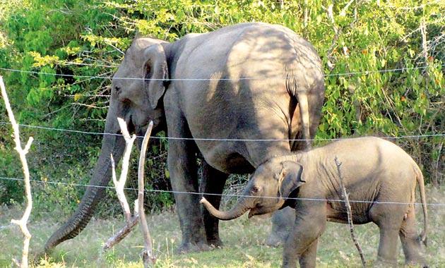 වන අලි නිසා විඳින දුක වන අලි නිසා විඳින දුක