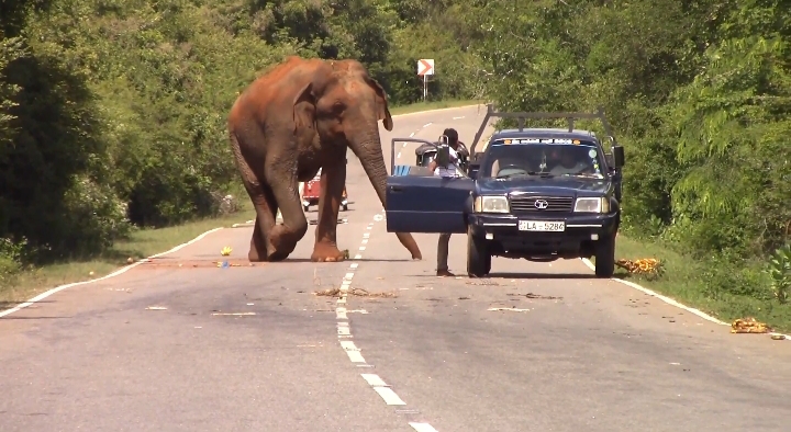 කෑම හොයාගෙන වන අලි පාරට එයි – කෑම දෙන්න එපා – බලධාරීන් කියයි