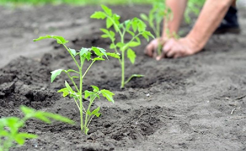 සද්භාවයෙන් ඇරඹු කාබනික වගා ව්‍යාපෘතියට උදව් නොකළ අමාත්‍යාංශය