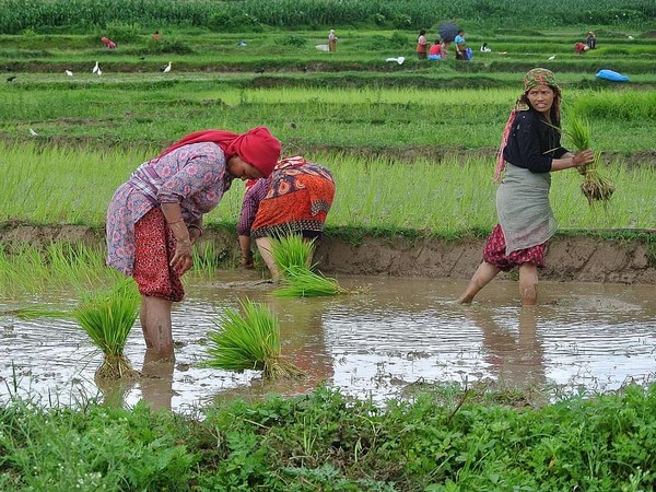 පොහොර හේතුවෙන් නේපාලයත් අර්බුදයක