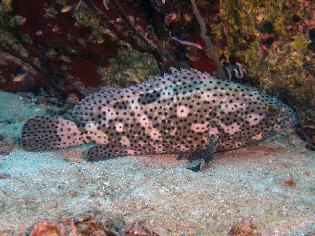 Groupers මාලුන්ට තහනමක්