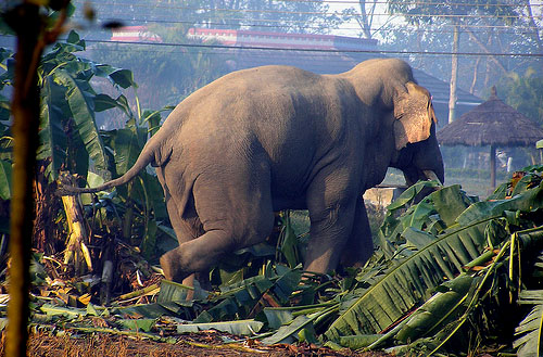 අලි මිනිස් ගැටුමෙන් මිනිසුන් 989ක් සහ අලි ඇතුන් 3646ක් මරුට(VIDEO)