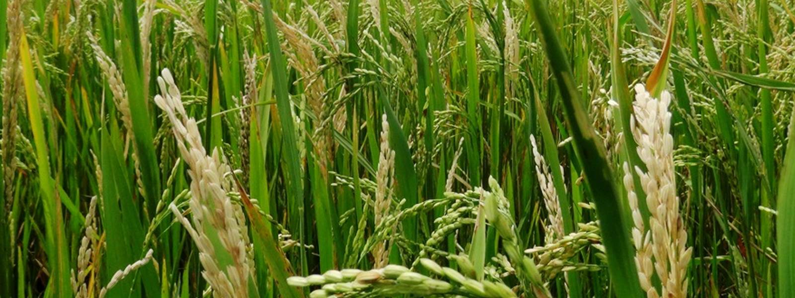 යාපනයේ හෙක්ටෙයාර් 3054ක් වී වගා කිරීමට සූදානම් යාපනයේ හෙක්ටෙයාර් 3054ක් වී වගා කිරීමට සූදානම්