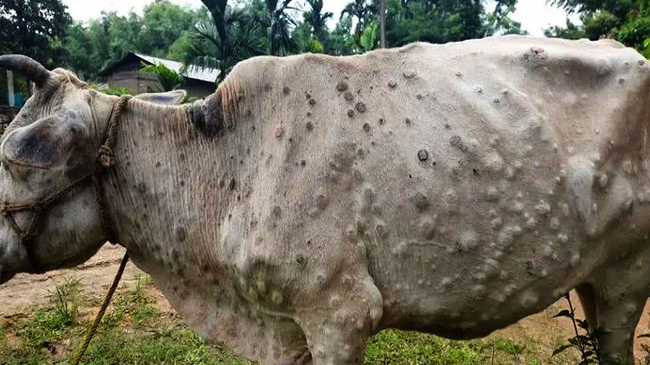 ඉන්දියාවේ ගවයින් අතර ලම්පි වෛරසයේ සීඝ්‍ර ව්‍යාප්තියක්