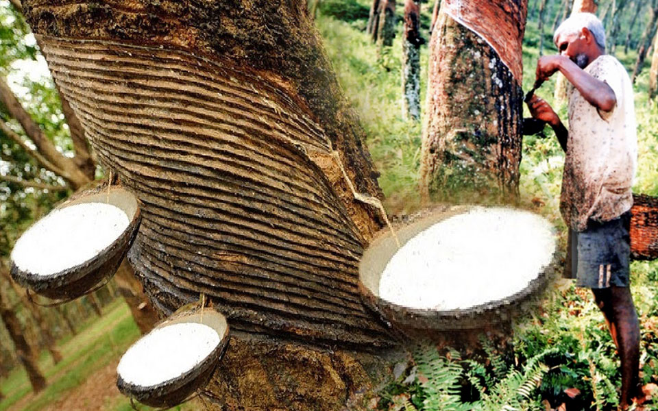 වලයාකාර පත්ර පුල්ලි රෝගය පැතිරීමෙන් රබර් වගාව අනතුරක වලයාකාර පත්ර පුල්ලි රෝගය පැතිරීමෙන් රබර් වගාව අනතුරක
