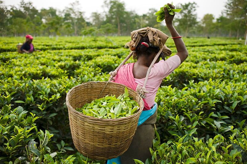 තේ දළු හොරට කිරා තිදෙනෙකු මාට්ටු