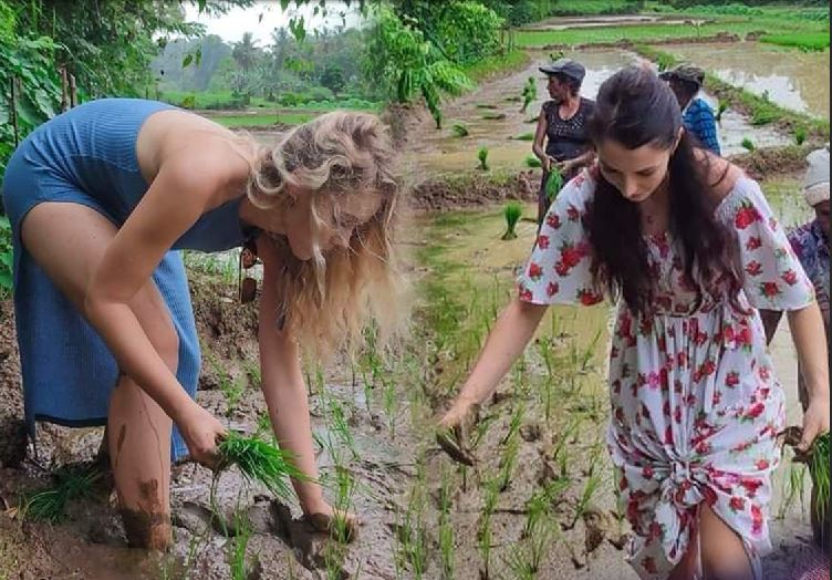 නිවාඩුවට ලංකාවට ඇවිත් ගොයම් හිටවන සුදු නෝනලා