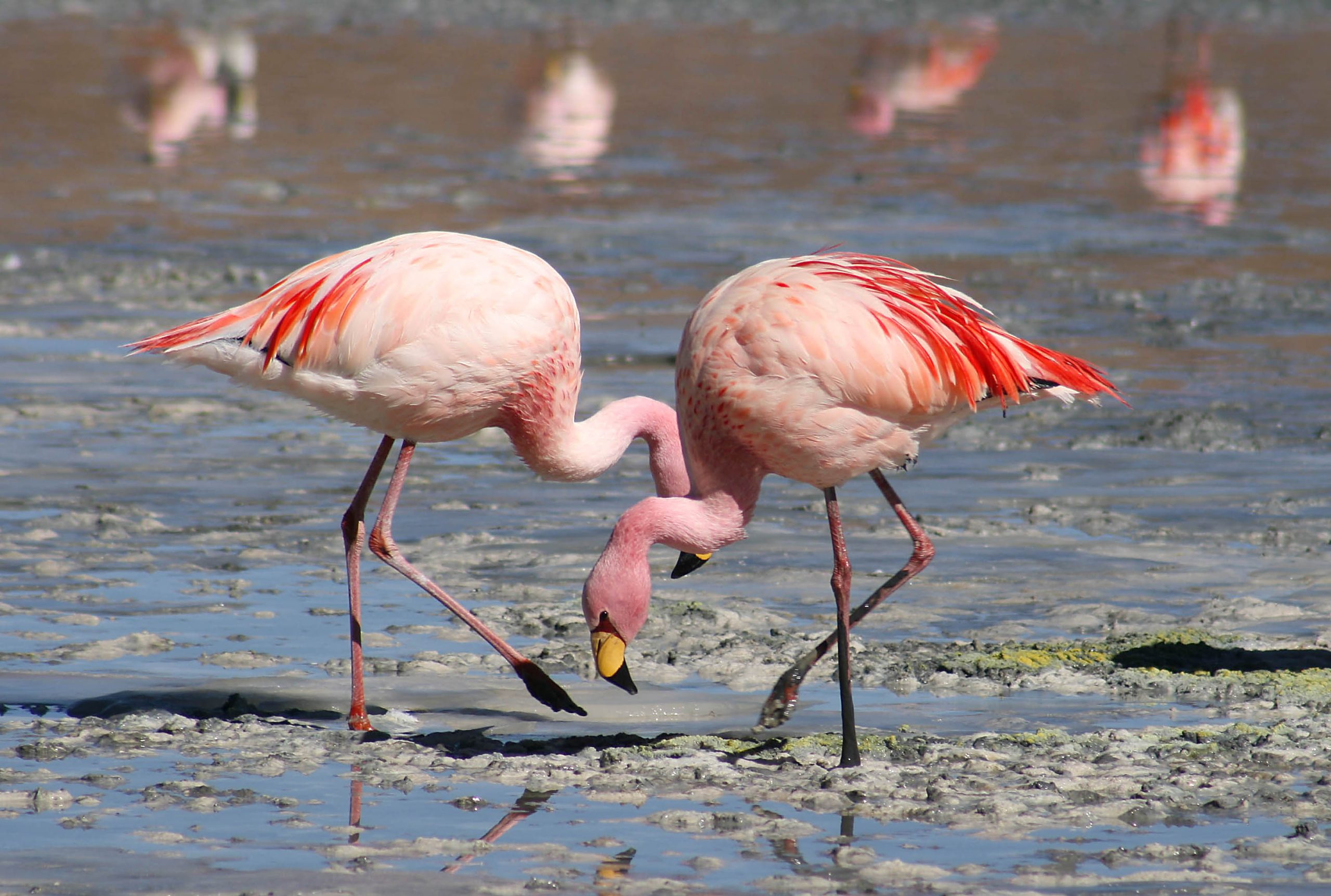 කුරුළු උණ නිසා Flamingo පක්ෂීන් 220ක් මරුට