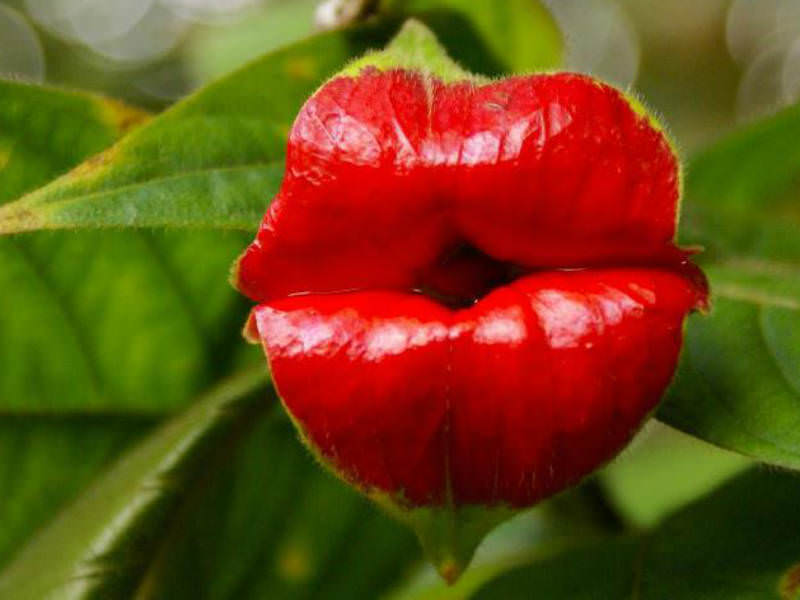 Hooker’s Lips වඳවී යාමේ අවදානමක්