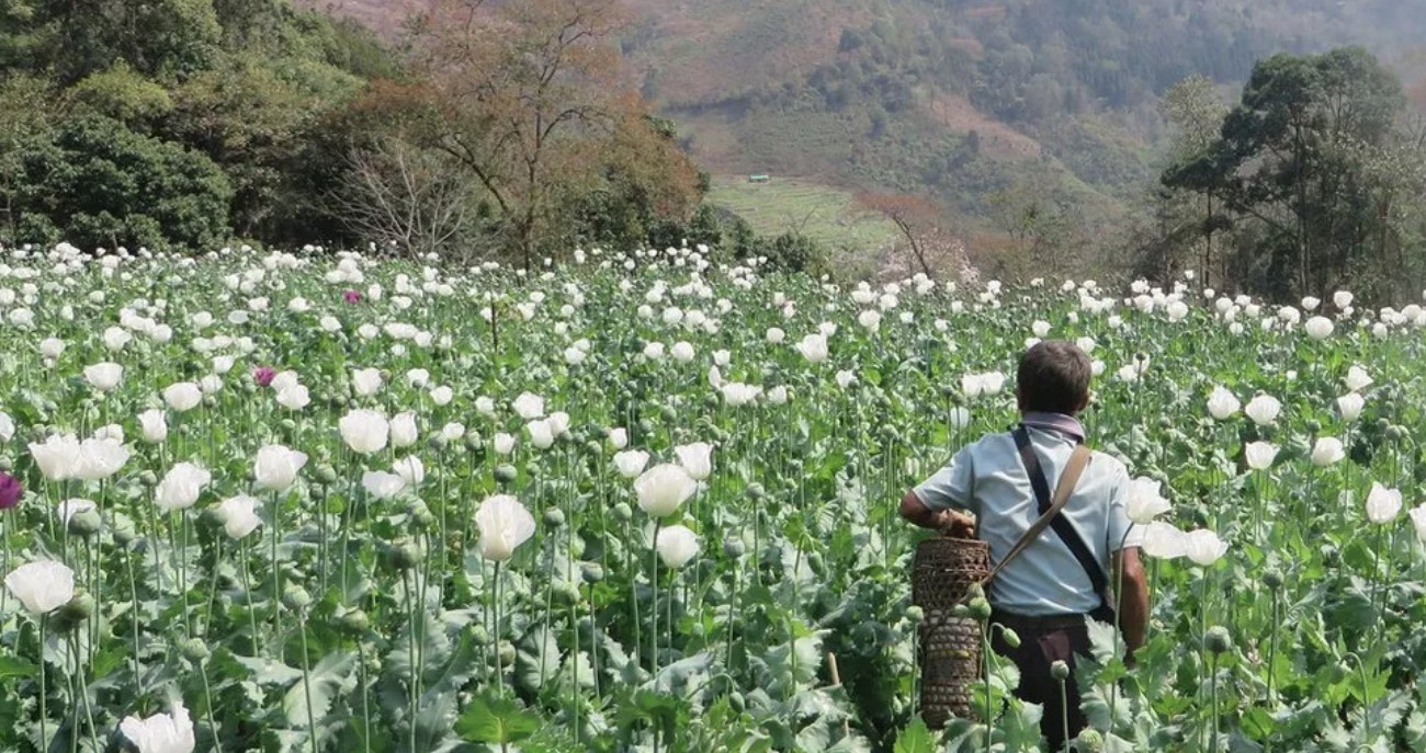 ලොව අබිං නිෂ්පාදනයේ පළමු තැන මියන්මාරයට