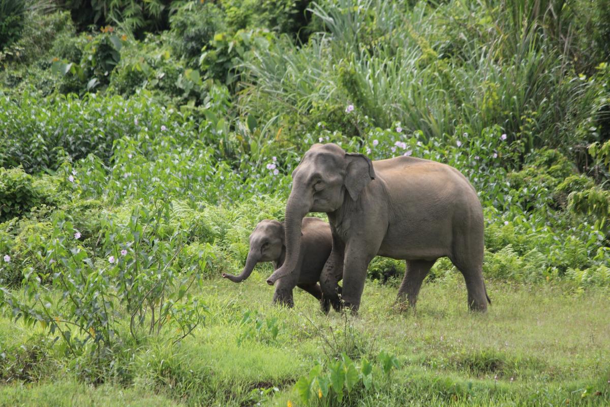 බංග්ලාදේශයේ වන අලි වෙනුවෙන් අධිකරණයෙන් ලැබුණු නියෝගය