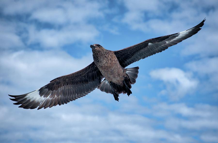 Great Skuas පක්ෂීන් වඳවීමේ අවදානමක්