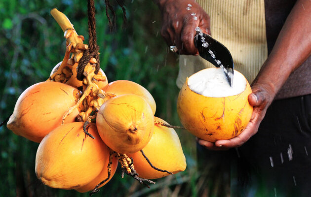 තැඹිලි ගෙඩිය 200 පනියි