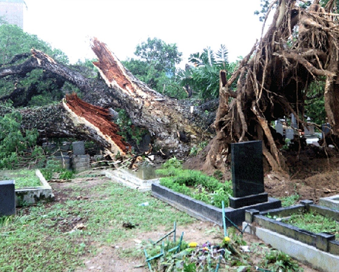 බොරැල්ල කනත්තේ මහ ගහක් පාරට වැටෙයි