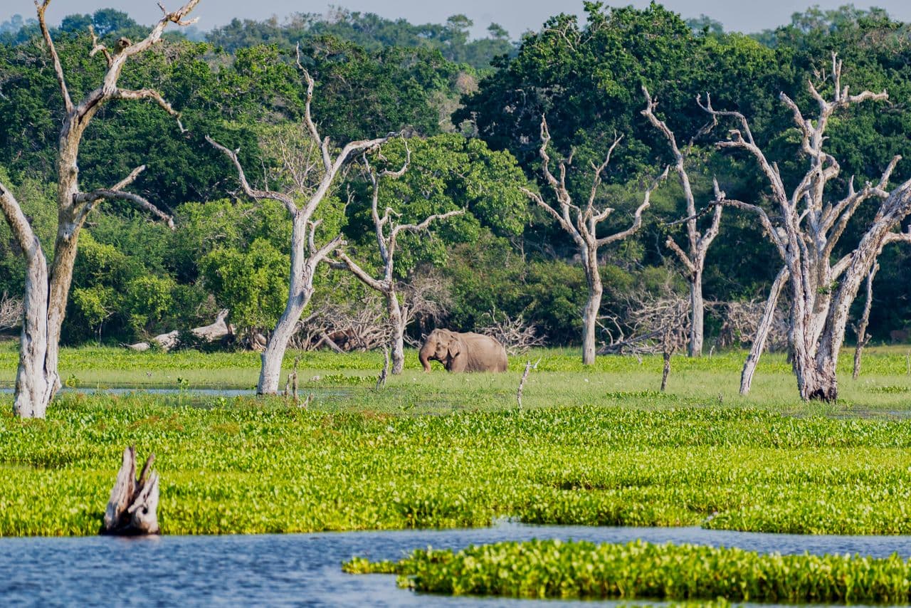 යාල රක්ෂිතයේ සිදුවන ජාන සොරකමකට ඉතාලි ජාතිකයන් දෙදෙනෙකු අත්අඩංගුවට