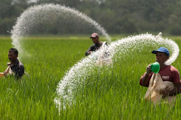 යල කන්නයේ පොහොර සහනාධාර සිට හෙට ගොවි ගිණුම්වලට