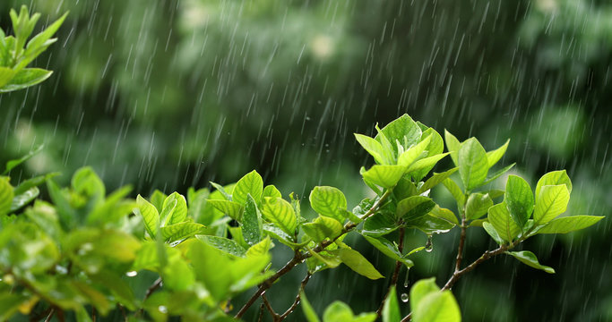 ප්‍රදේශ කිහිපයකට වැසි