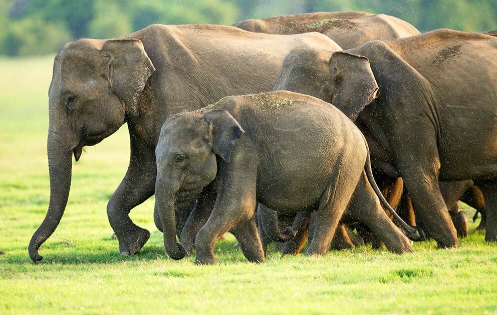 ලංකාවේ අලින්ගේ සංගණනයක් අගෝස්තු මාසයේදී
