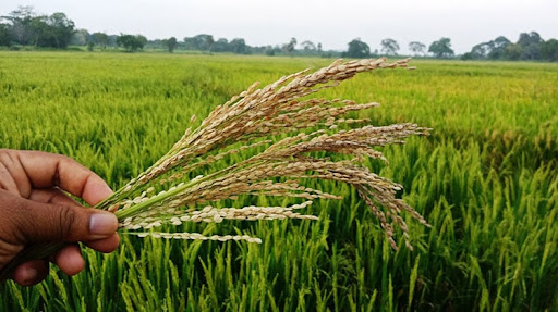 යල කන්නයේ වී අස්වනු මිලදී ගැනීම සඳහා සහනදායී ණය යෝජනා ක්රමයක් යල කන්නයේ වී අස්වනු මිලදී ගැනීම සඳහා සහනදායී ණය යෝජනා ක්රමයක්