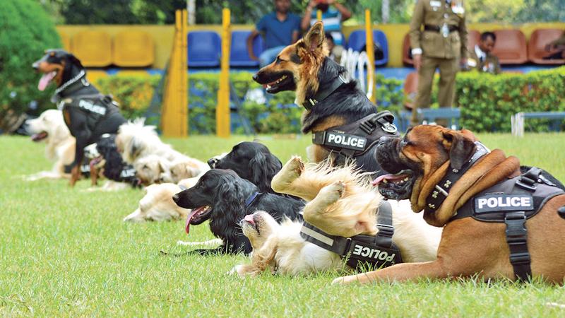 නෙදර්ලන්තයෙන් පැමිණි පොලිස් නිල සුනඛ මවක් පැටවුන් හත් දෙනෙකු බිහි කරයි නෙදර්ලන්තයෙන් පැමිණි පොලිස් නිල සුනඛ මවක් පැටවුන් හත් දෙනෙකු බිහි කරයි