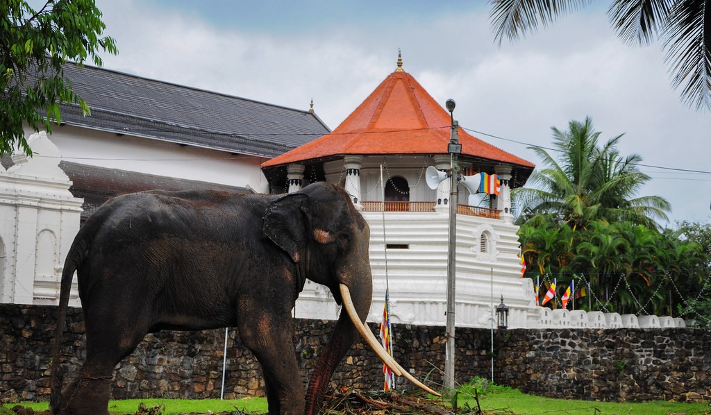 අලි නොමැතිව නුවර පෙරහර කිරීමේ ගැටලුවක්