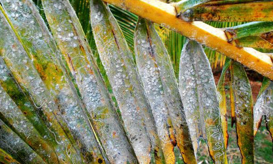 පොල් හා තැඹිලි වගාවේ ව්‍යාප්ත වන සුදුමැස්සා මර්දනයට පියවර