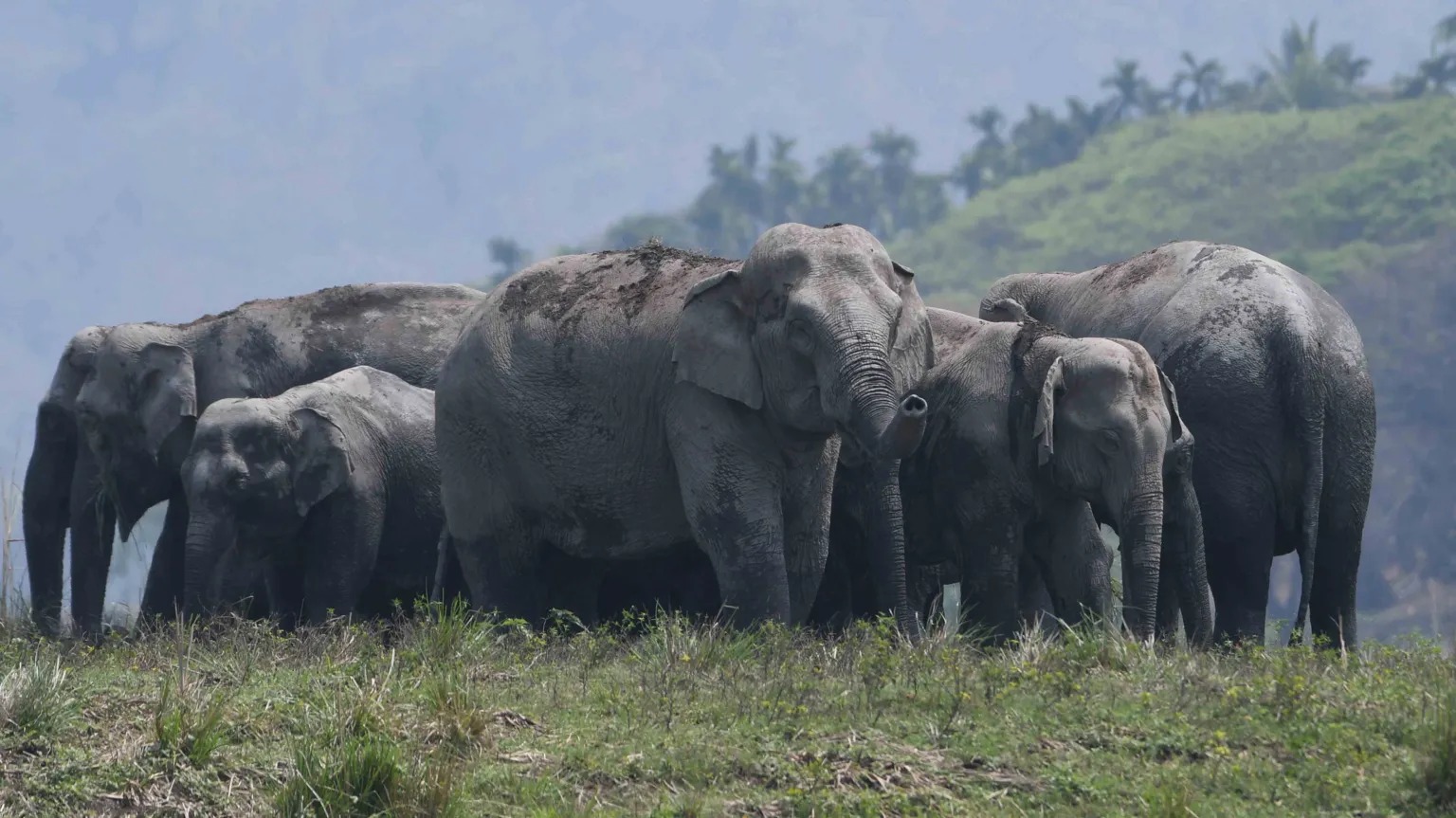 වන අලි මරණ අවම කරන්න ඇසෑම් ප්‍රාන්තයෙන් ජංගම දුරකථන යෙදුමක්