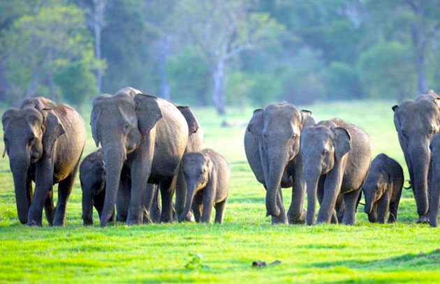 දීප ව්‍යාප්ත වන අලි සංගණනය ඇරඹේ