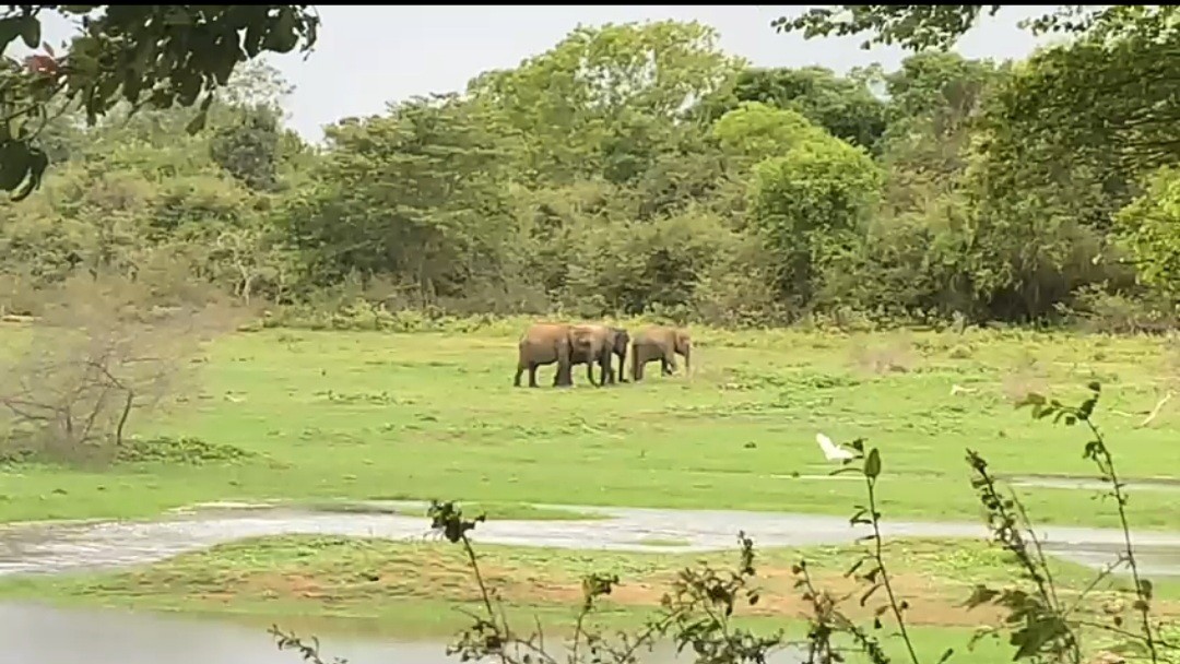 වන අලි සංගණන වැඩසටහනේ එක් කොටසක් ඇරඹෙයි