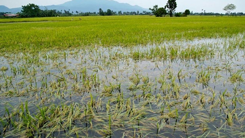 වගා හානි ගැන නිවේදනයක්