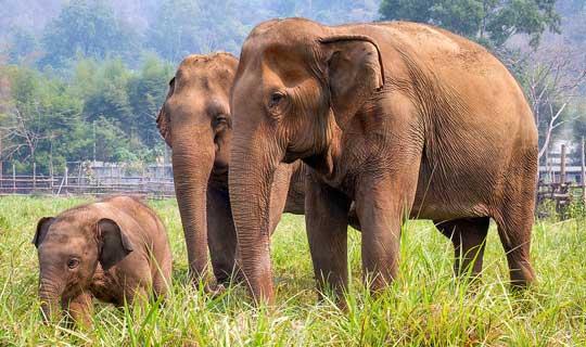 වනඅලි ගම්වැදීම පාලනය කිරීමට පියවර