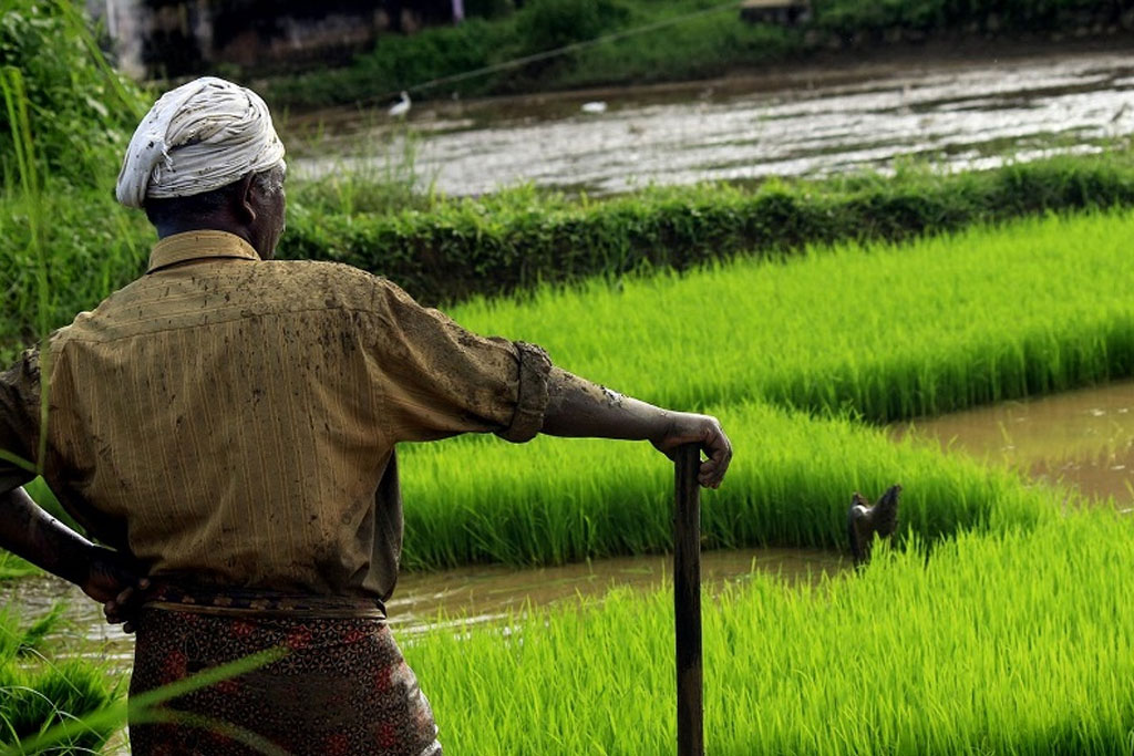 මහ කන්නයේ වගා හානිවලට අද සිට වන්දි