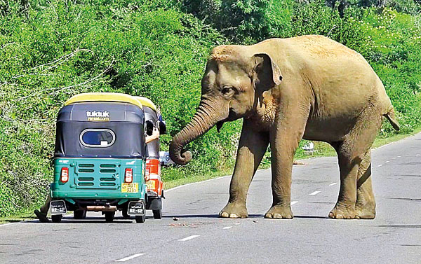 අලි මිනිස් ගැටුම පාලනයට ඩිජිටල් තාක්ෂණය යොදා ගැනීමට පියවර