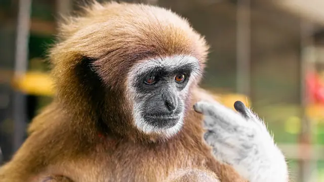 විදුලි බිඳ වැටීමට හේතුව වඳුරෙක්