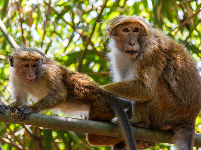 වන සත්ත්ව සංගණනය හෙට උදේ 8 සිට 8.05 අතර