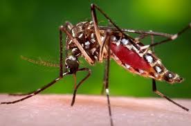 ඩෙංගු ව්යාප්තිය මර්දනයට සෞඛ්ය අමාත්යංශයෙන් තෙදින වැඩසටහනක් ඩෙංගු ව්යාප්තිය මර්දනයට සෞඛ්ය අමාත්යංශයෙන් තෙදින වැඩසටහනක්