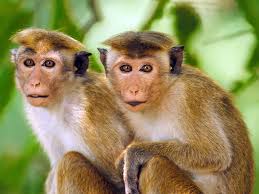 සත්ත්ව සංගණනයට මෙහෙයුම් මැදිරියක්