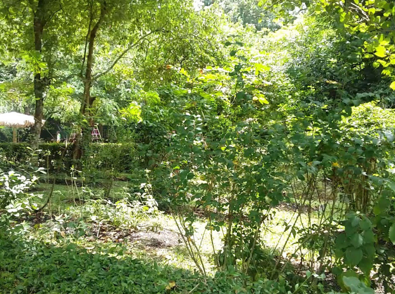 ජාතික ඔසු වගා ව්‍යාපෘතියේ සමාරම්භය හෙට