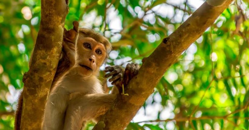 සත්ත්ව සංගණන පත්‍රිකා වියදම ගැන අසත්‍ය ප්‍රචාරවලට පිළිතුරු දුන් අමාත්‍යාංශය