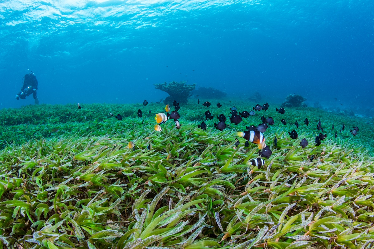 ජාත්‍යන්තර මුහුදු තෘණ දිනය අදයි