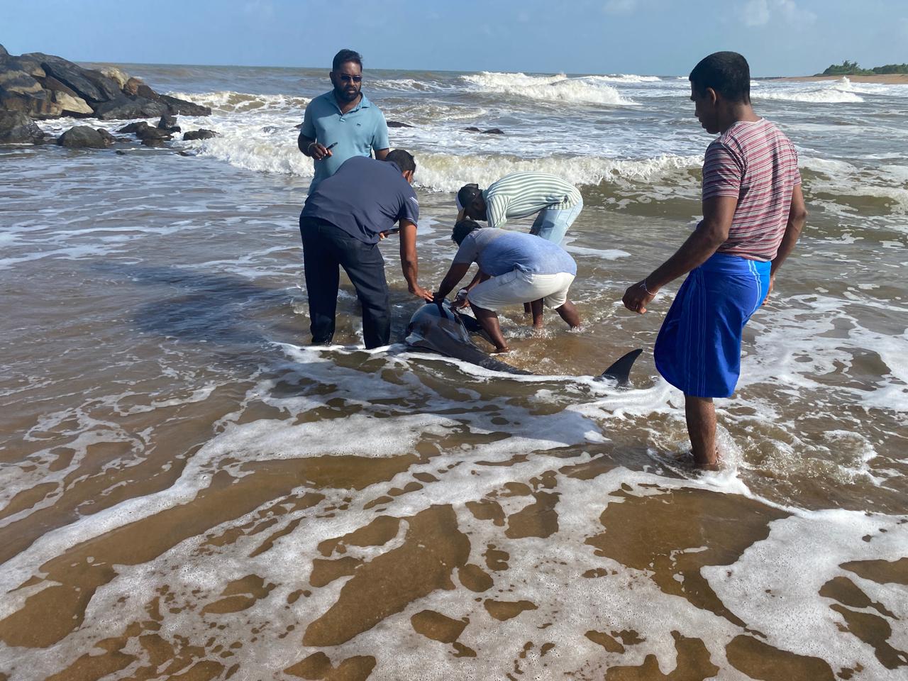 කළුතර වෙරළට ආ අමුත්තෝ කළුතර වෙරළට ආ අමුත්තෝ