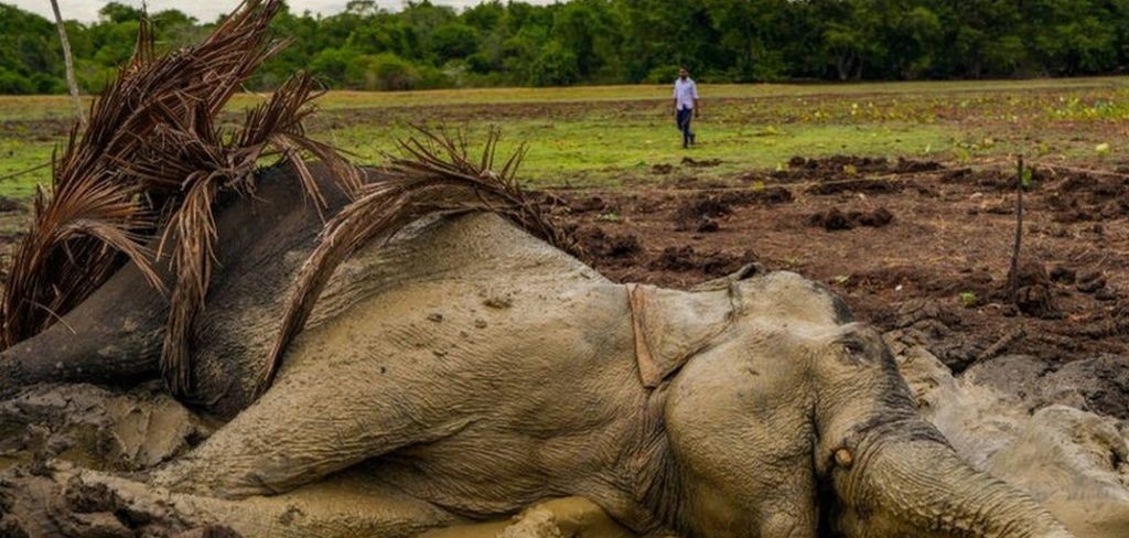 වන ජීවී පමාවෙන් වන අලියකුට ජීවිතය අහිමි වේ වන ජීවී පමාවෙන් වන අලියකුට ජීවිතය අහිමි වේ