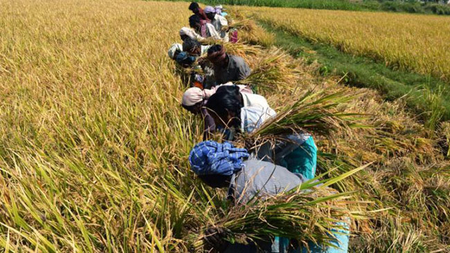 රජය සහල් ආනයන ප්රතිපත්තියට ගොවි විරෝධයක් රජය සහල් ආනයන ප්රතිපත්තියට ගොවි විරෝධයක්